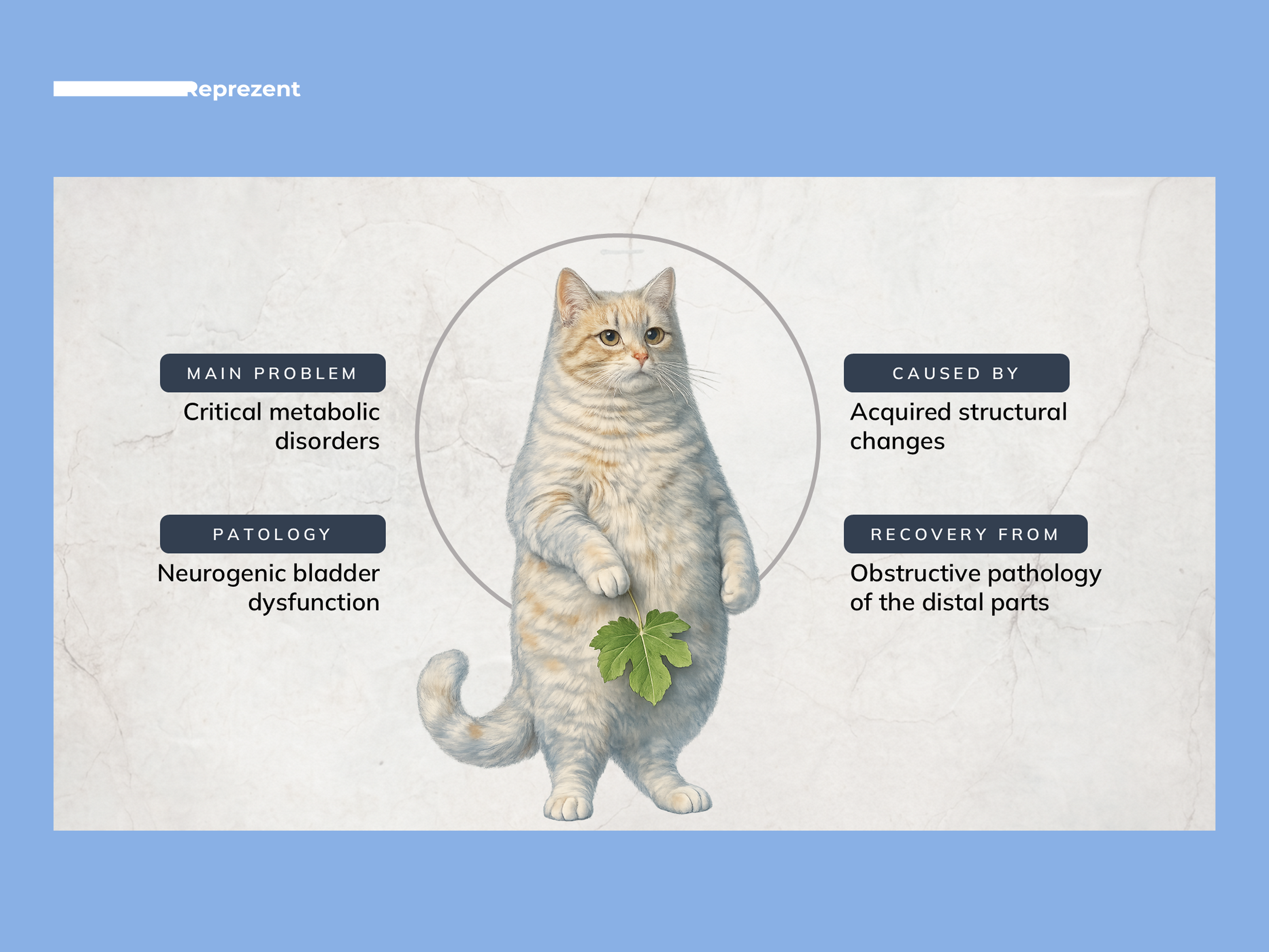 Veterinary Medical Presentation Design | Cute Infographics ai branding company presentation cute deck design design funny google slides graphic design illustration keynote pitch deck pitch deck design power point powerpoint powerpoint presentation presentation presentation design presentation layout typography