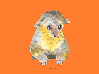 7/12 The Rarest Animals Illustration Set - July animals collection graphic design illustration illustrator kinkajou rare tasha metamorfosis tropical watercolor watercolour