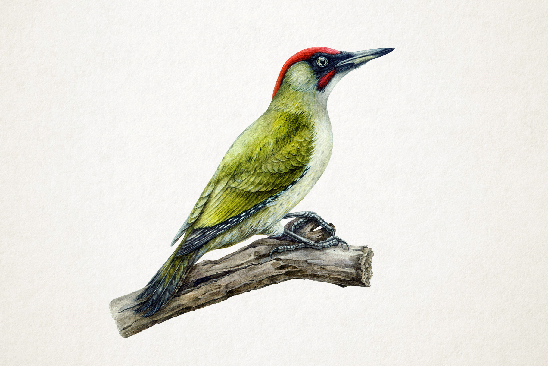 Hand drawn green woodpecker bird watercolor illustration animal illustration bird bird illustration branding commercial illustration commission custom illustration editorial illustration hand painted nature illustration packaging design product packaging surface design traditional art watercolor art watercolor illustration wildlife illustration