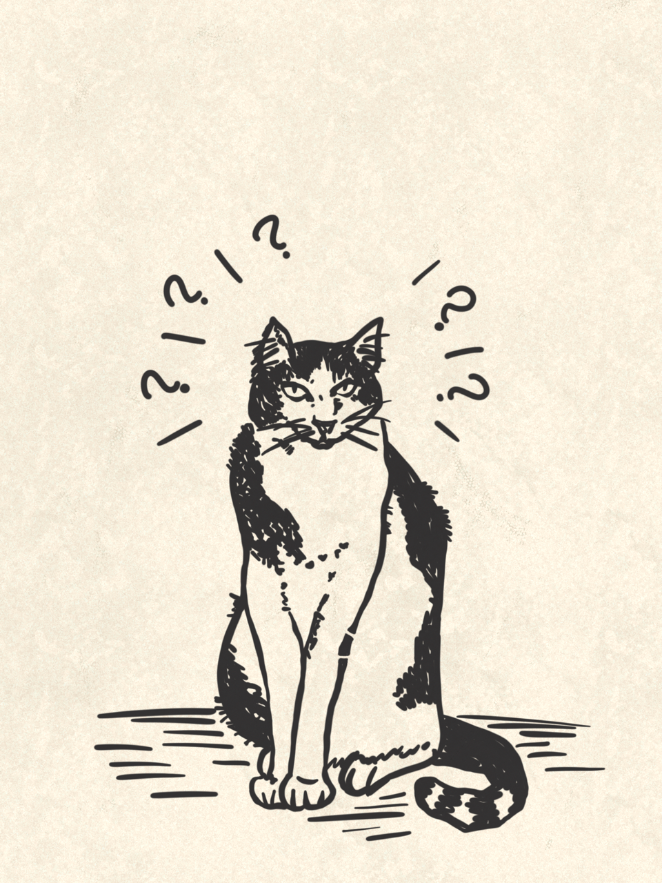 Italian Cat