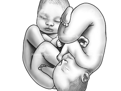 Twins in utero adobe photoshop greyscale gynaecology illustration medical art medical illustration medical imagery midwife midwifery obgyn obstetrics photoshop photoshop painting scientific art scientific illustration twins twins in utero