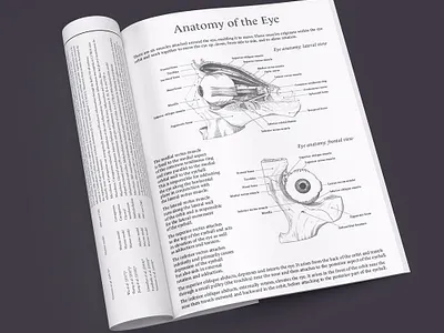 Anatomy of the eye line-work adobe illustrator adobe indesign adobe photoshop anatomy art line drawing line work linework medical art medical illustration medical imagery medical line art scientific art scientific illustration visual design