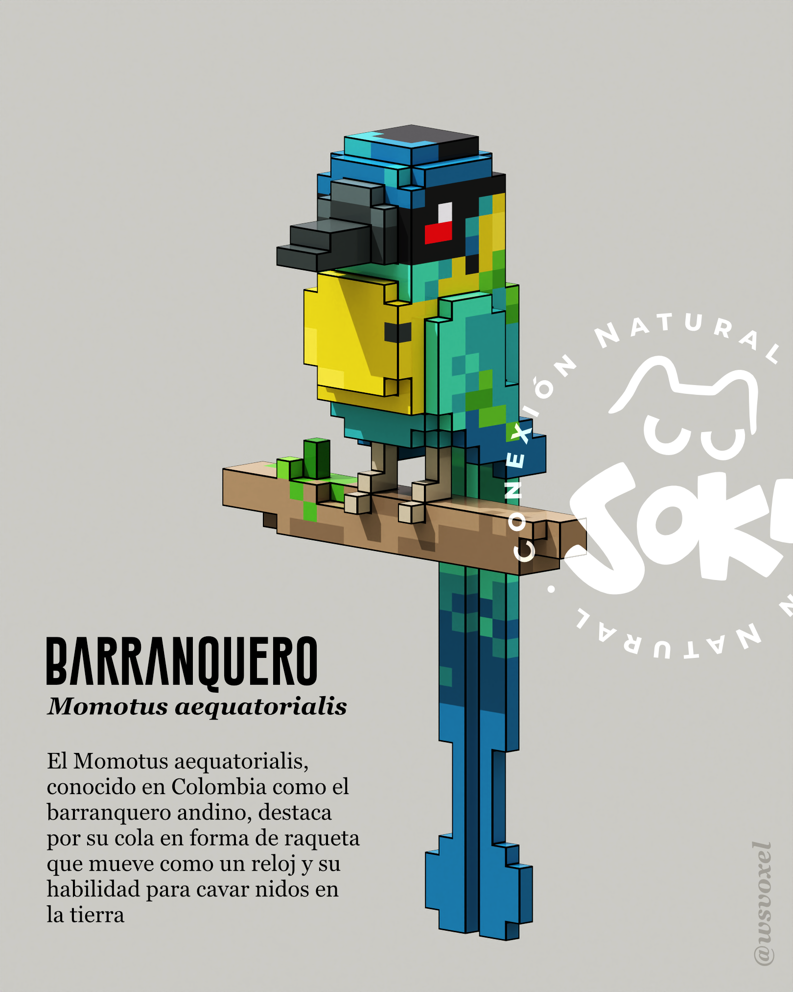 Momotus aequatorialis 3d bird voxel art