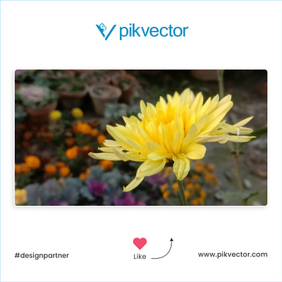 Sell your stock photos on Pikvector flower flower images ideas photos stock images stock photos