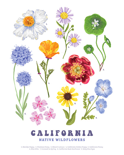 California Wildflowers Illustration art art licensing botanical art botanical illustration digital illustration flower art flower illustration illustration procreate surface design