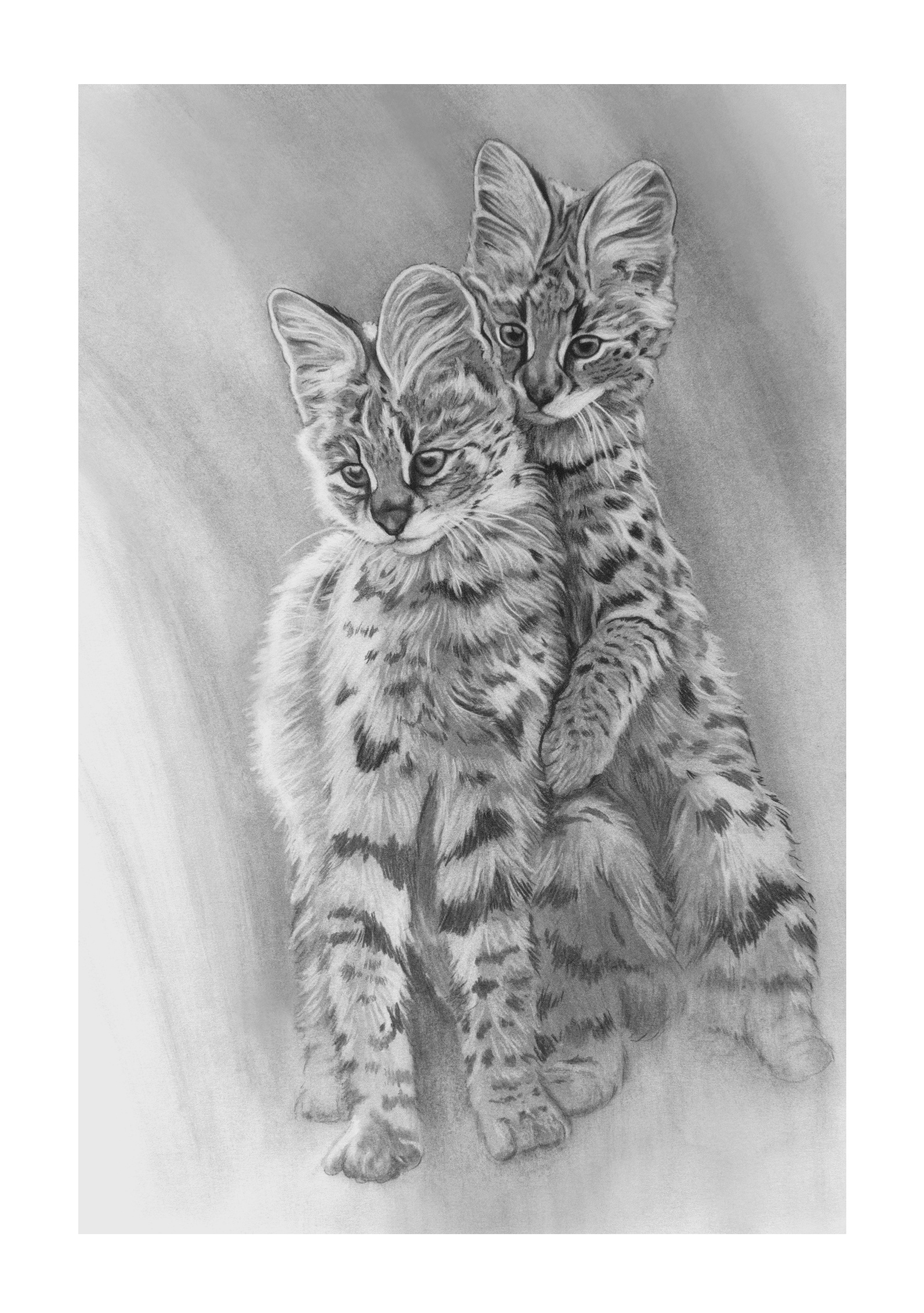 Charcoal Felines bengal cat charcoal design drawing illustration leopard