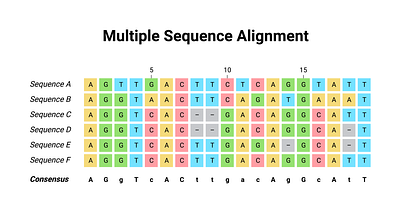 Multiple Sequence Alignment