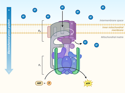 ATP Synthase biorender science design