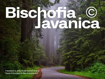 Brand design for outdoor brand branding logo ui vector