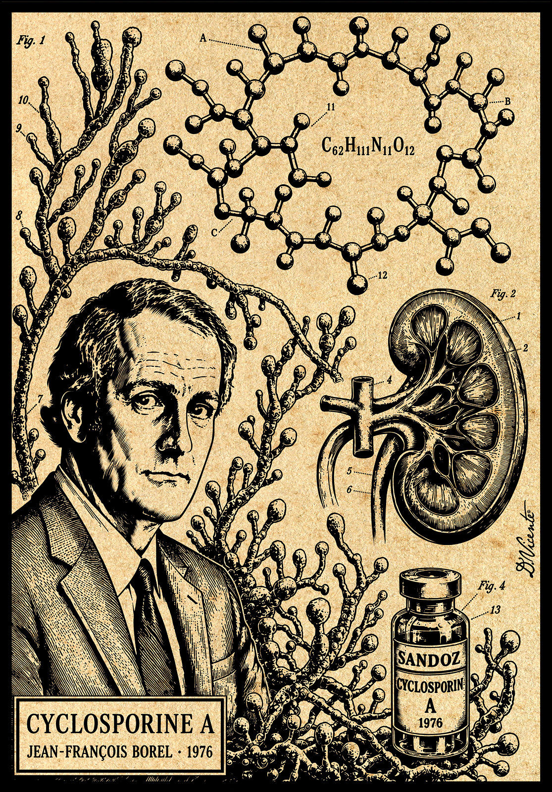 TRIPTYCH INNOVATIONS 1976 — CYCLOSPORIN A cyclosporin cyclosporine editorialillustration engraving illustration immunology inkdrawing innovations1976 jeanfrancoisborel lineart medicalhistory medicalillustration medicine organtransplant scienceillustration scientificdiscovery stippling transplantation triptych vintageillustration