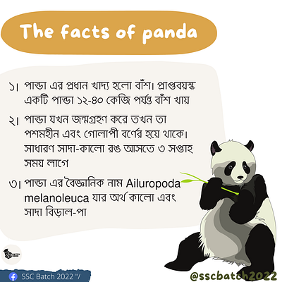 Some interesting facts about Panda graphic design