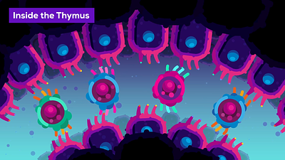 Kurzgesagt - Thymus after effects cell destruction illustration kurzgesagt motion design motion graphics particles rubberhose science selection
