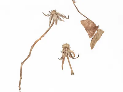 Dried Stems artwork botanical brown handmade illustration leaf leaves painting plant rose traditional art watercolor winter
