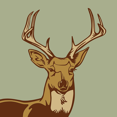 Whitetail Deer america animal antlers art deer digital drawing graphic design illustration pennsylvania wildlife