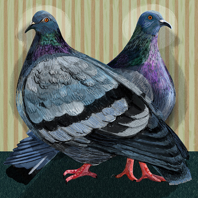 Pigeons in Chicago animals birds chicago city city bird city life city nature concept art downtown drawing illustration pigeon pigeons procreate procreate illustration sketch sketchbook the loop vector