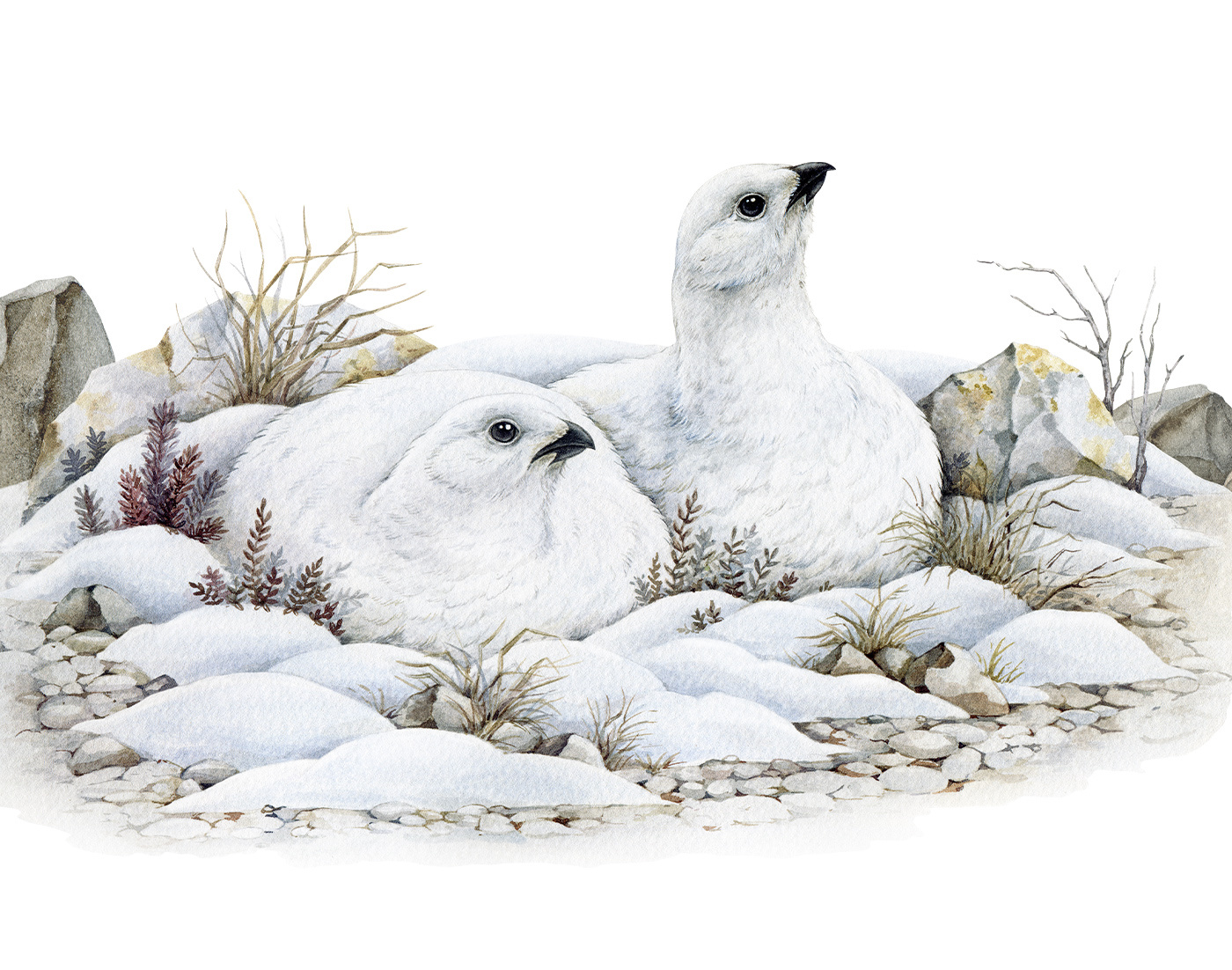 Rock Ptarmigan Birds Watercolor Book Illustration animal animal illustration bird bird illustration book illustration commission custom illustration drawing editorial illustration hand drawn illustration nature publishing traditional watercolor watercolor design watercolor illustration wildlife illustration