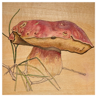 Botanical Illustration Series..."Happy Mushroom" botanicalillustration colored pencil illustration mixedmedia mushrooms wood