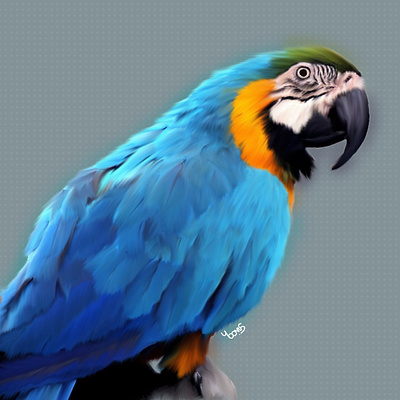 Macaw. art bird graphic design illustration logo macaws