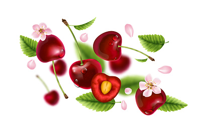Cherry flying composition berries cherry flowers illustration leaves realistic vector