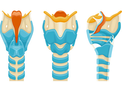 Larynx anatomy set anatomy illustration larynx realistic trachea vector