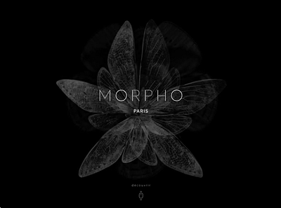 Morpho — Website proposition digital motion graphics ux ux ui design website