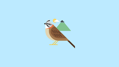 Copetón andean bird graphic design illustration sparrow