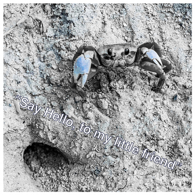 Mr. Crabby Pants... beach blackandblue crab digitalillustration quotes sand