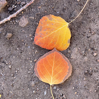 Fallen Leaf... aspenleaves autumn brown dirt fallcolors leaves orange seasons yellow
