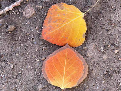 Fallen Leaf... aspenleaves autumn brown dirt fallcolors leaves orange seasons yellow