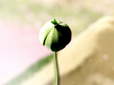 Bloom 3d after effects animation bloom bokeh c4d cinema 4d deep glow editorial flower growth illustration lighting motion plant redshift render texture