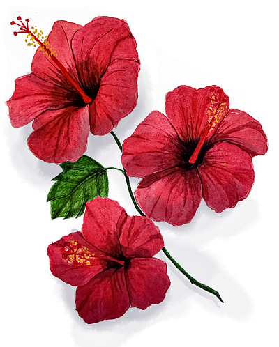Hibisco ilustration painting watercolor