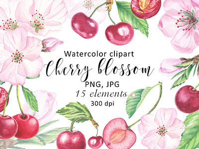 Watercolor Clipart Cherry Flower Blossom, fruit illustration bloom branding cherry cherry blossom clipart design flowers food fruit clipart green leaf hand painted illustration leaves logo pink flower print sublimation summer watercolor wedding