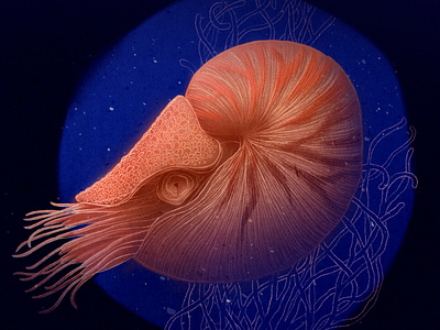 Nautilidae – Living Fossils Biological Illustration animals biological botanical drawing graphic art graphic design graphics illustration marine life photoshop raster graphics sea wacom