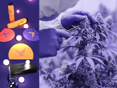 Phoenexus Branding & Identity adobe animation brand branding branding and identity cannabis design digital dispensary graphic design illustration logo marijuana motion graphics motion logo phoenix photoshop portfolio showcase vector