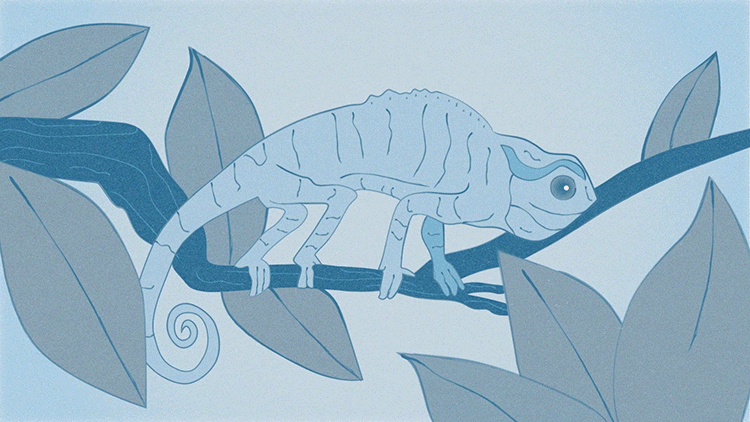Let Data Live animal animals animation chameleon data illustration illustrator motion