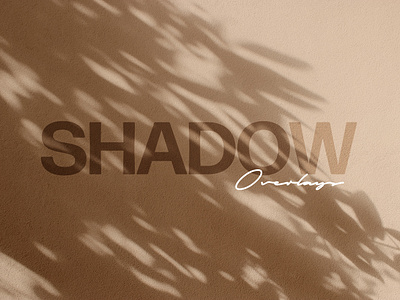 Botanical Shadow Photo Overlay postcard