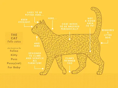 The Cat anatomy animal call outs cat chris rooney diagram feline fur baby illustration meow parts pet side view walk