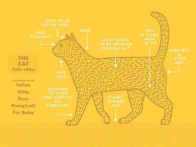 The Cat anatomy animal call outs cat chris rooney diagram feline fur baby illustration meow parts pet side view walk