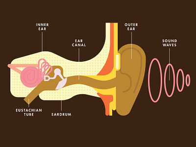 The Human Ear anatomy bones call outs canal chris rooney cutaway diagram ear head hearing illustration listen senses sound