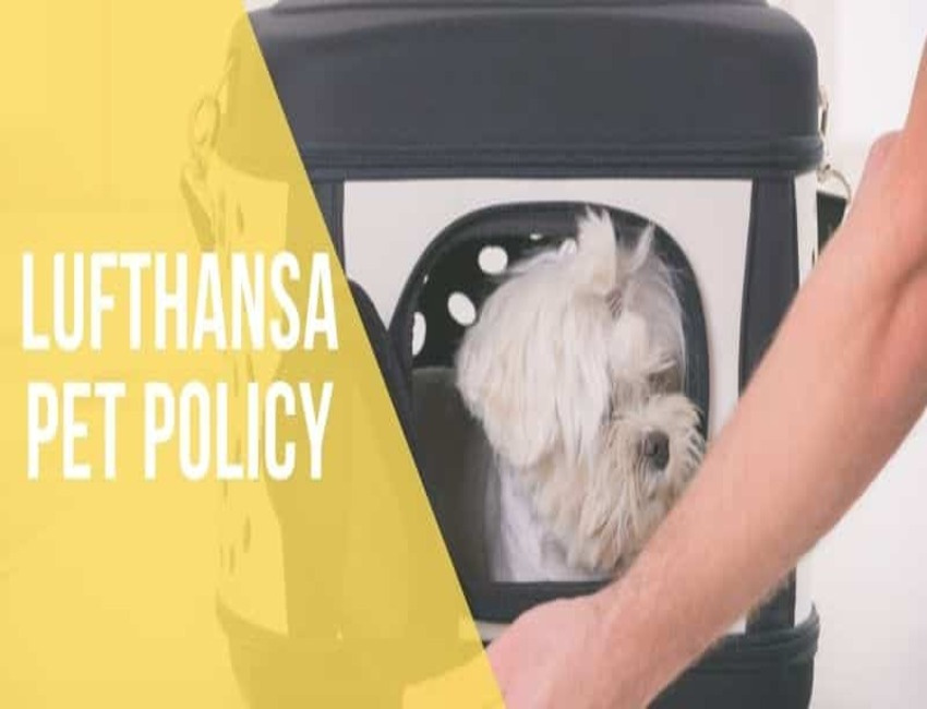 Can I Fly With My Pet on Lufthansa Airlines? by Travelcations on Dribbble