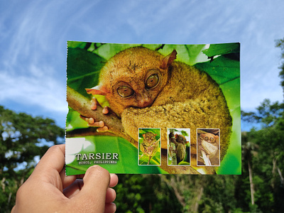 Philippine Tarsier app branding design graphic design illustration logo photography ui ux vector