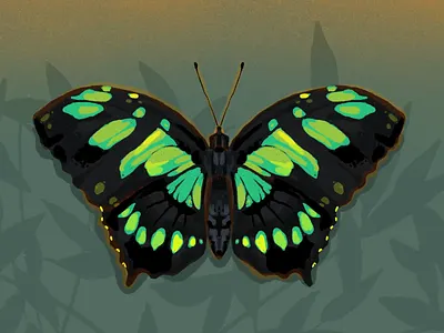 Fly away animation butterfly digital art drawing graphic design green illustration insect motion graphics nature procreate app scenery
