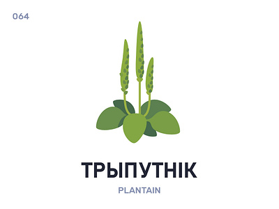 Трыпýтнік / Plantain belarus belarusian language daily flat icon illustration vector
