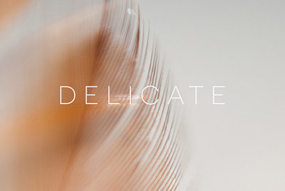Delicate | 20 Feather Photos neutral