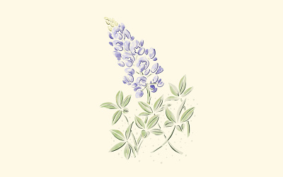Bluebonnet Season austin austin texas austin texas illustrator bluebonnet green handdrawn hillcountry illustration procreate purple wildflower art wildflowers