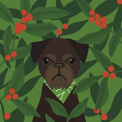 Illustration with Brussels griffon for green coffee packaging coffee dog dogs greencoffee illustration procreate