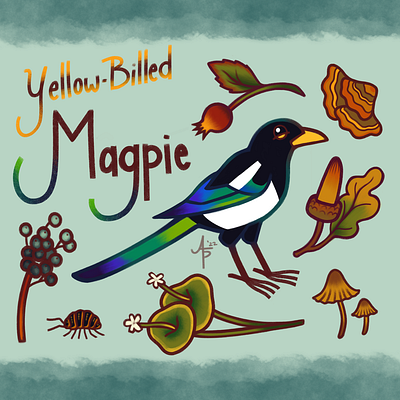 Yellow-Billed Magpie - Wildlife / Botanical Illustration animals botanical educational illustration plants wildlife