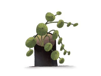 Pilea plant green hauseplants illustration illustrator pilea plant plants plantsillustration spring