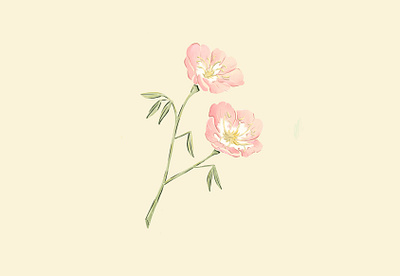 Pink evening primrose illustration austin floral flower il illustration pink pink evening primrose pink flower procreate app spring texas texas wildflowers wildflower