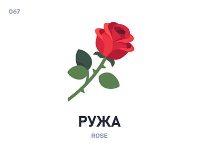 Рýжа / Rose belarus belarusian language daily flat icon illustration vector